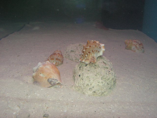 Shells 008.jpg