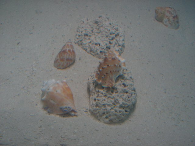 Shells 010.jpg