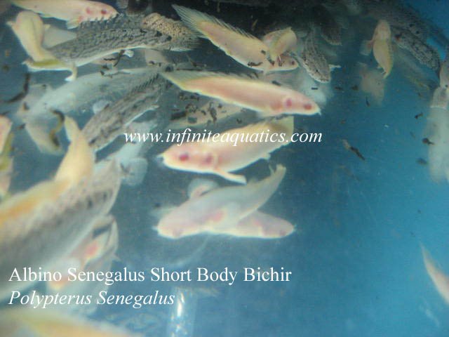Albino Short Body Bichir.jpg