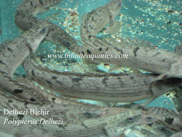 Delhezi Bichir.jpg