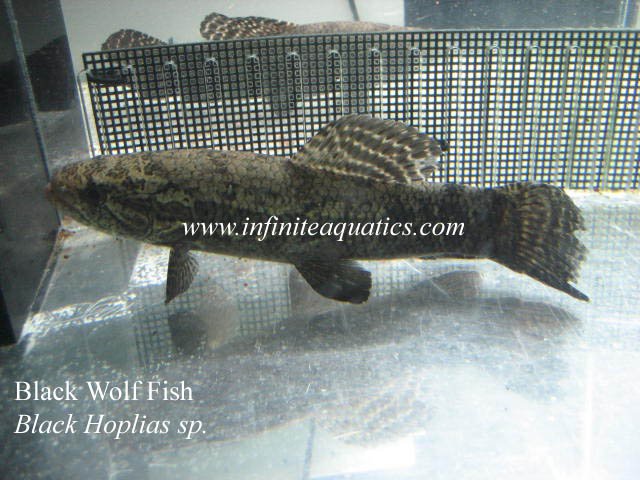 Black Hoplias sp.jpg