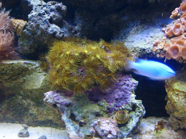 yellow colonial polyps.jpg