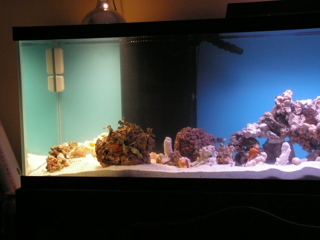 Live Rock and Live sand 035.jpg Live Rock and Live sand 035.jpg