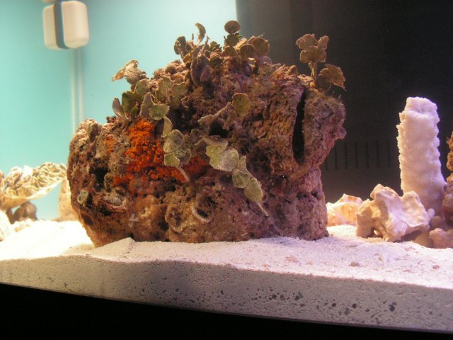 Live Rock and Live sand 037.jpg Live Rock and Live sand 037.jpg
