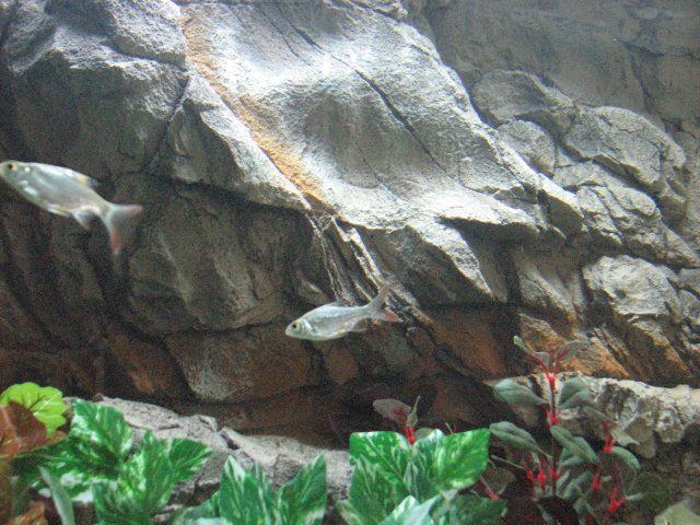 IMG_2565a.jpg