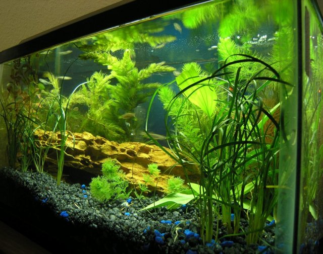 tank large 1.JPG tank large 1.JPG