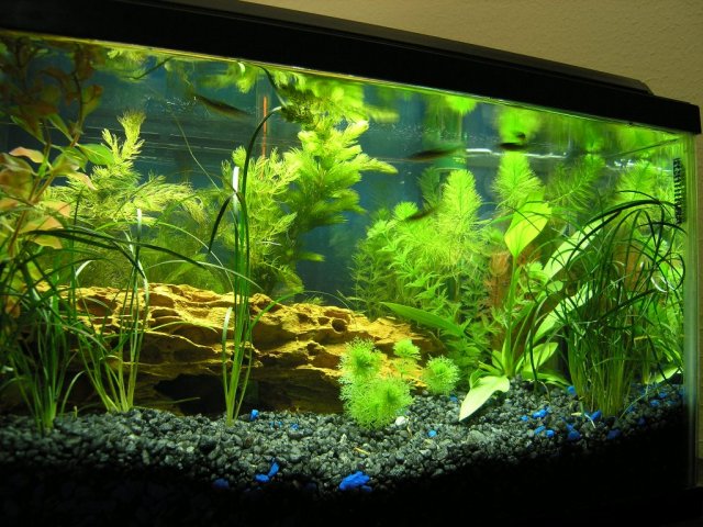 tank large 2.JPG tank large 2.JPG