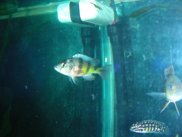 Obliquidens.JPG Obliquidens.JPG