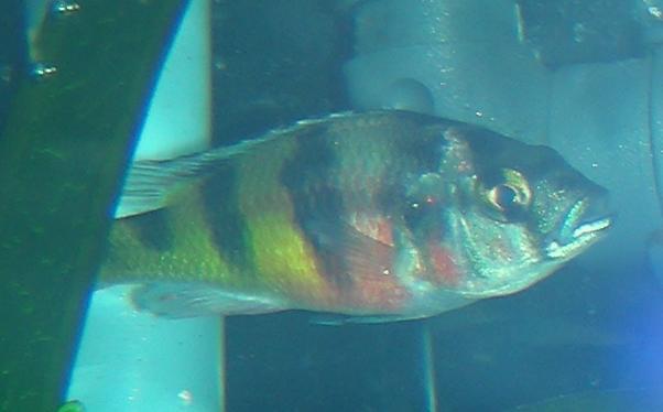 Closeup.JPG Closeup.JPG