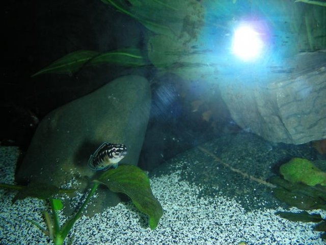 Marleri.JPG Marleri.JPG