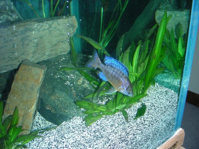 Ngara Flametale.JPG Ngara Flametale.JPG