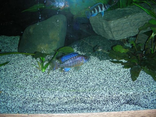 Ngara and others.JPG Ngara and others.JPG