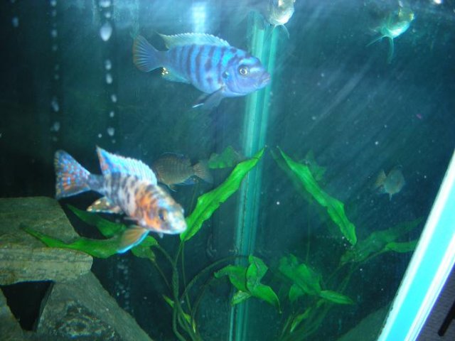 Red Topped Zebra and OB.JPG Red Topped Zebra and OB.JPG