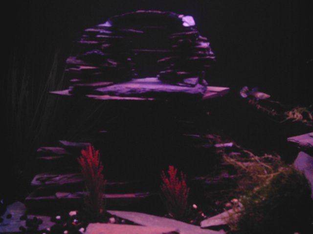 slate tank3.jpg slate tank3.jpg