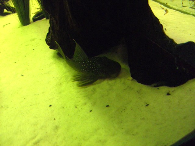 fish 1.3.08-13.jpg