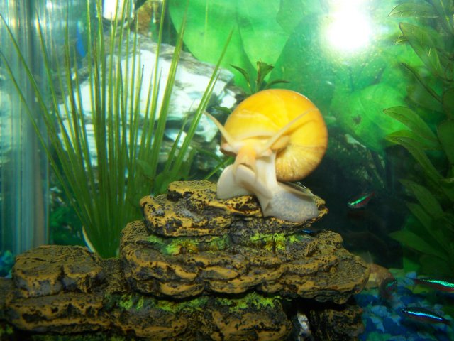 mr snail 001.jpg