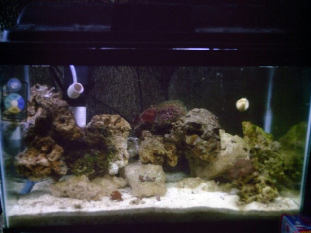 aquariasalty1nano222005.JPG