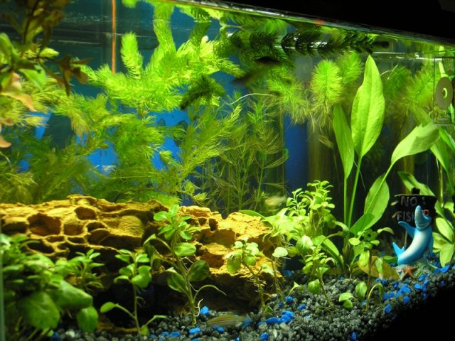 10g home tank March 07 2008.JPG