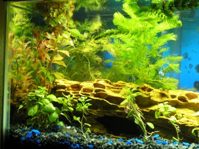 10g home tank March 07 2008 2.JPG