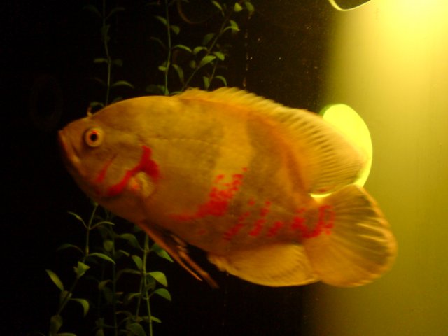 DSC00149.JPG
