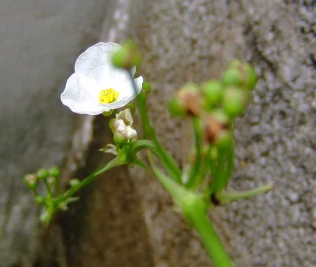 DSCF0553.jpg