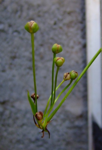 DSCF0600.jpg