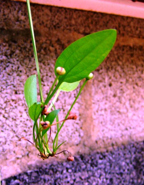 DSCF0601.jpg