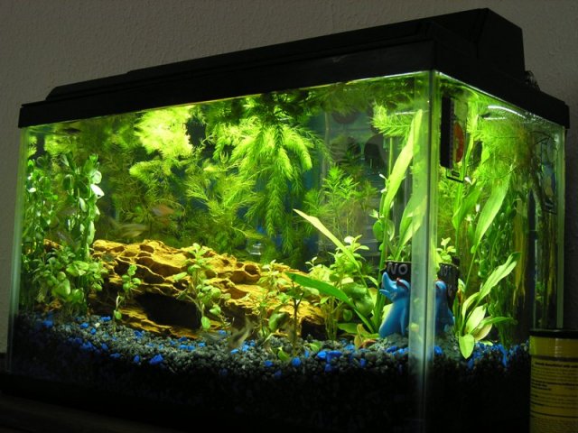 tank small.JPG