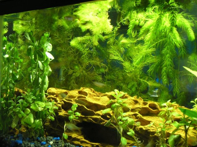 tank left view small.JPG
