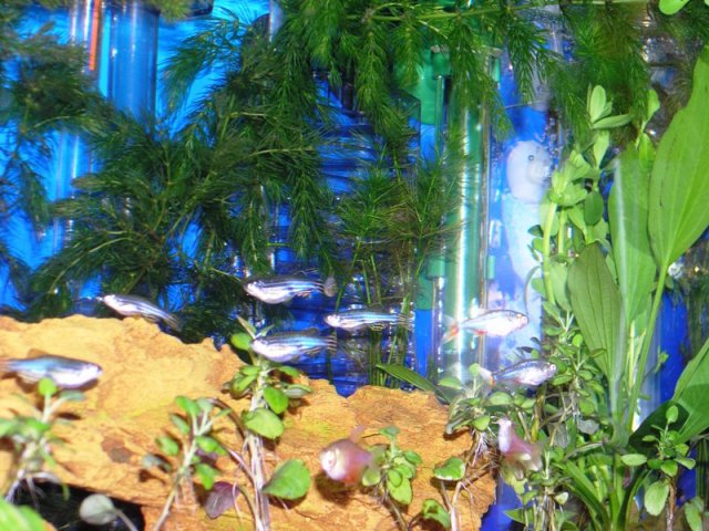 fishy shot.JPG