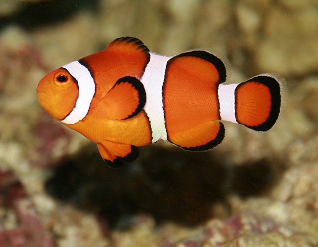 PerculaMarlin2008.jpg