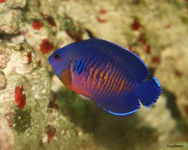 CoralBeauty~CORAL2007.jpg