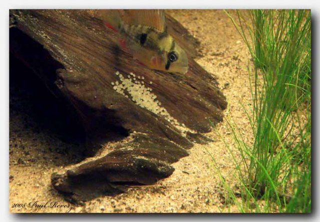 Ram-eggs.jpg Ram-eggs.jpg
