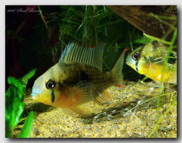 Ram-Fry-3.jpg Ram-Fry-3.jpg