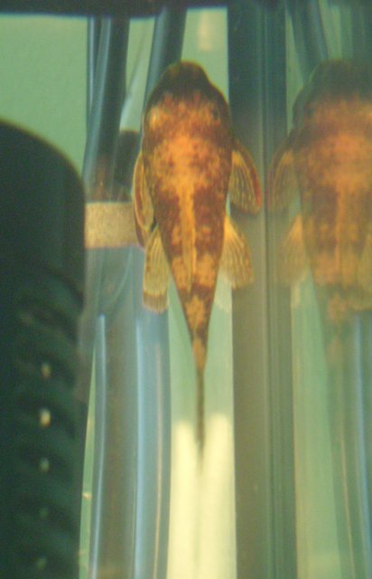 IMGP1548.jpg IMGP1548.jpg