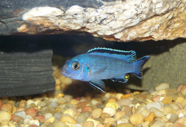 new tank pics 003.jpg