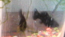 Picture 004.jpg