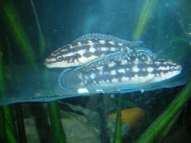 Blue Fins.JPG