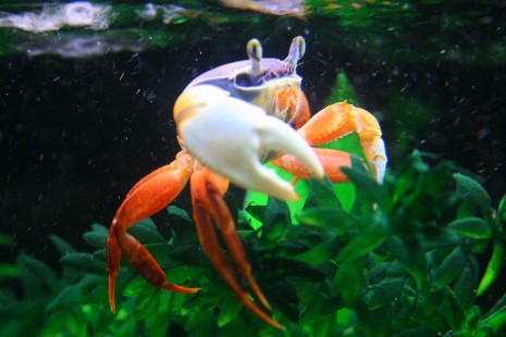 PurpleCrab.JPG
