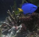Dsc00111150pix.jpg
