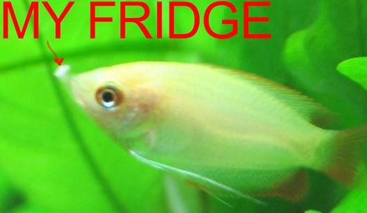 giantgourami2.jpg