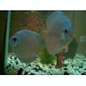 discus.jpg