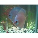 discus2.jpg