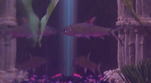Bala Shark - red fins1.JPG