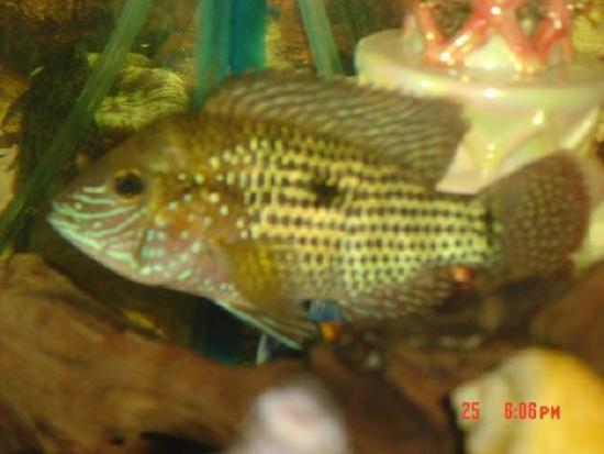 my white saum again pequeÃ±o.JPG