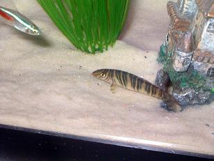 loach and neon..JPG