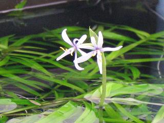 stargrassflwr.JPG
