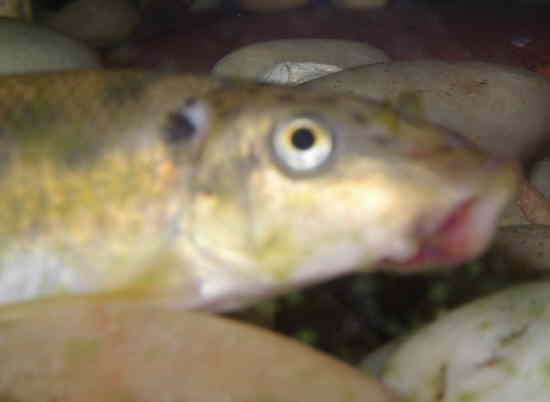 bad lip 2.JPG