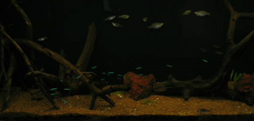 center driftwood.jpg