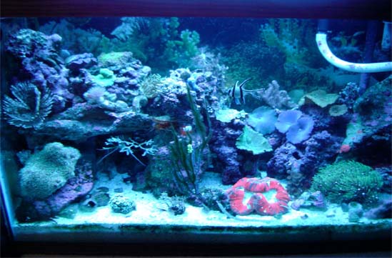 35gallon2.jpg